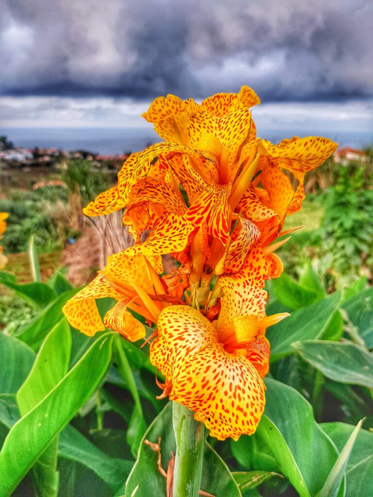 madeira flower