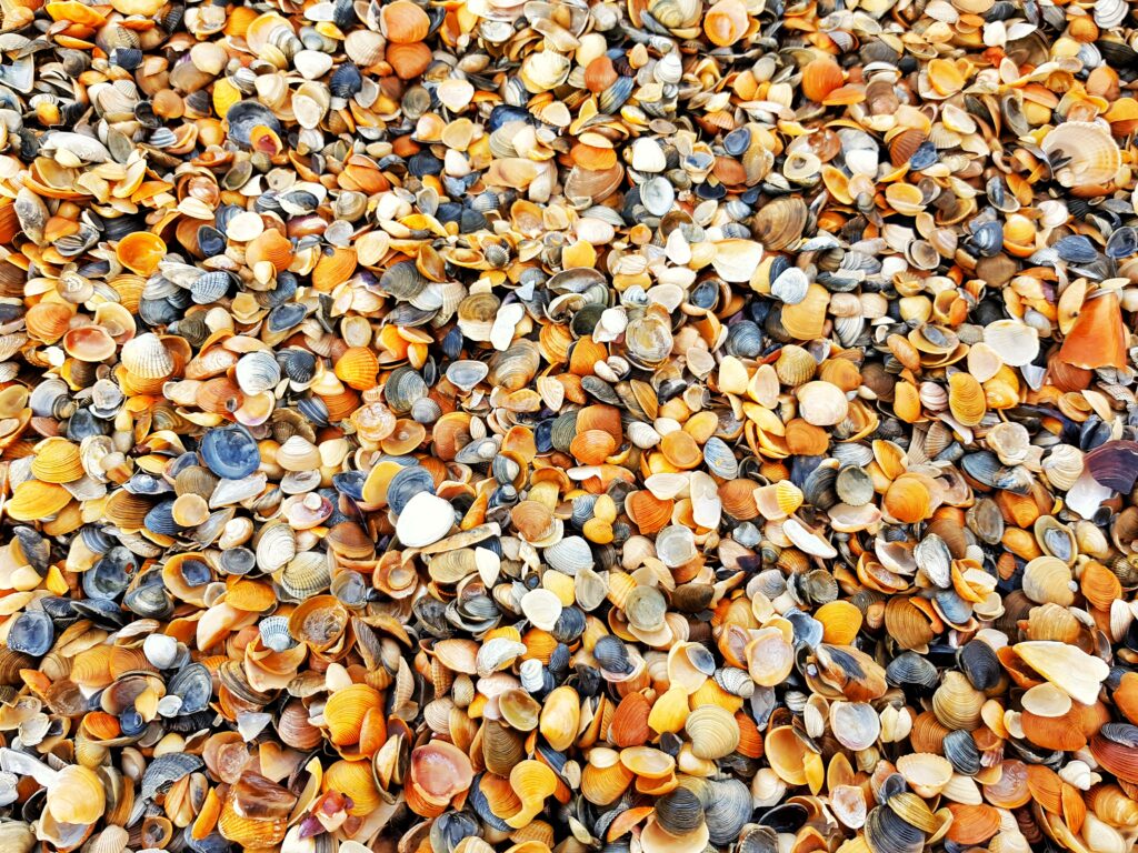 seashells